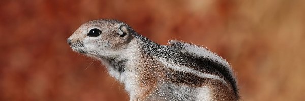 Ziemna, Wiewiórka, Chipmunk