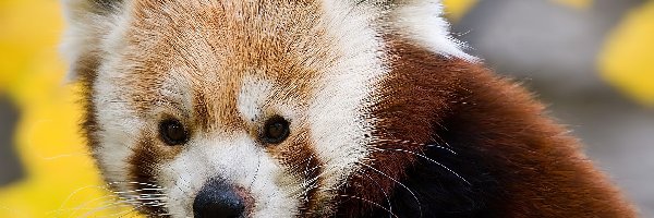 Panda, Pandka ruda, Języczek, Malutka