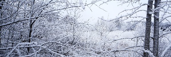 Drzewa, Śnieg, Gałęzie, Zima