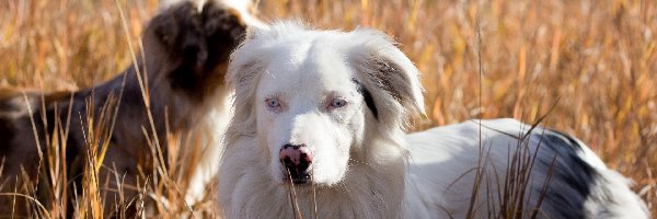 Owczarki australijskie - australian shepherd, Trawa