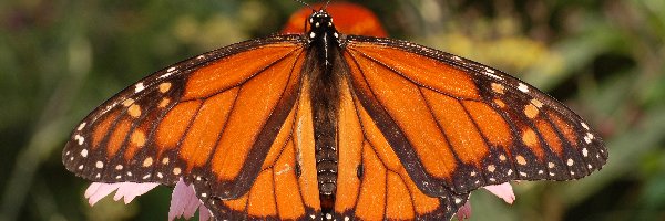 Monarch, Motyl