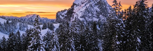 Ośnieżone, Góry, Las, Drzewa, Wschód słońca, Zima