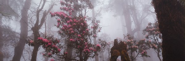 Las, Krzewy, Drzewa, Mgła, Rododendron