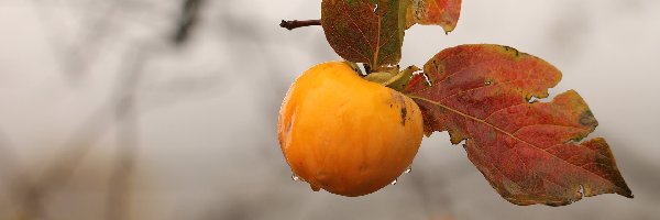 Liście, Gałązka, Persymona