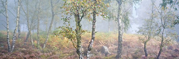 Anglia, Wrzosy, Mgła, Brzozy, Jesień, Hrabstwo Derbyshire, Park Narodowy Peak District