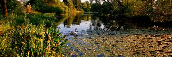 Zieleń, Łabędzie, Jezioro