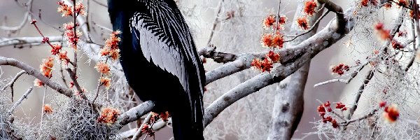 Kwiaty, Wężówka amerykańska, Ptak, Gałęzie