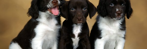 Spaniele, Springer, Angielskie