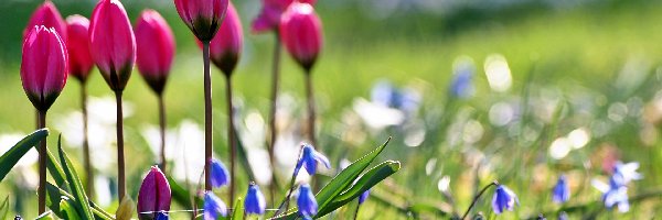 Ogród, Cebulice, Tulipany, Wiosna