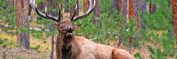 Las, Park, Jeleń, Yellowstone, Narodowy