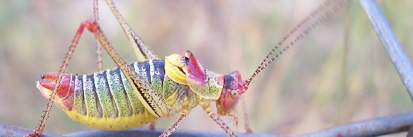 Opaślik sosnowiec, Pasikonik, Kolorowy