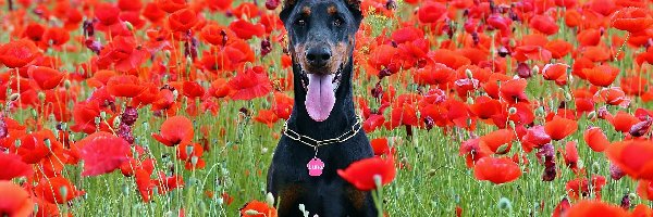 Doberman, Maki, Łąka, Pies