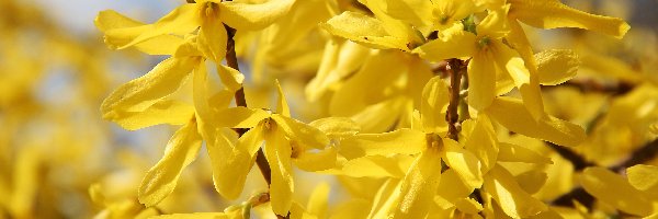 Kwiaty, Żółte, Forsycja