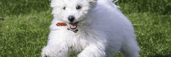 Bichon, Biały, Frise, Pies