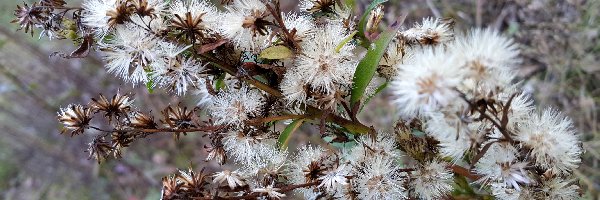 Rośliny, Polne, Przekwitnięte