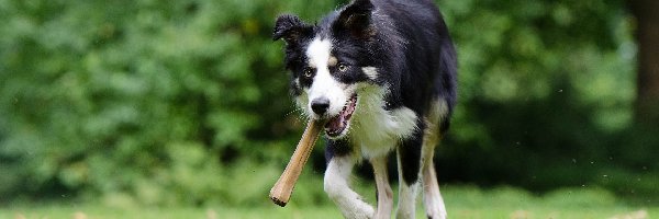 Bieg, Łąka, Aport, Border collie