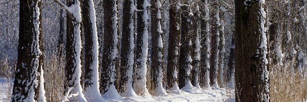 Drzewa, Zima, Droga, Koleiny, Śnieg