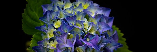 Kwiat, Niebieska, Hortensja, Ciemne tło, Liście
