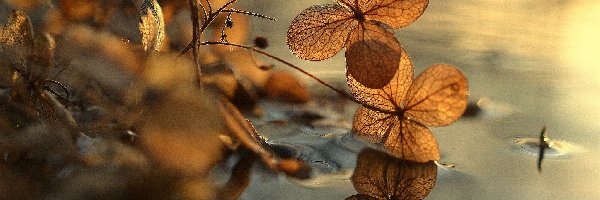 Natura, Woda, Rośliny