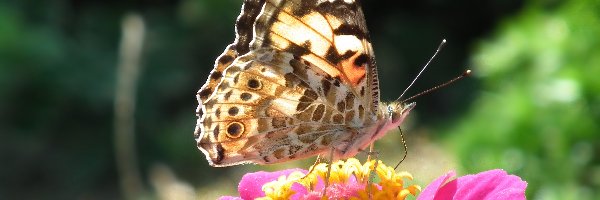 Rusałka, Cynia, Osetnik, Motyl