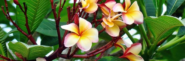 Liście, Plumeria