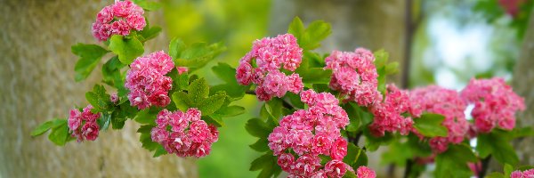 Gałązka, Listki, Różyczki, Głóg