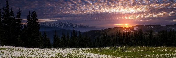 Lasy, Góry, Park Narodowy Olympic, Stan Waszyngton, Stany Zjednoczone, Psizęby, Kwiaty, Zachód słońca, Drzewa