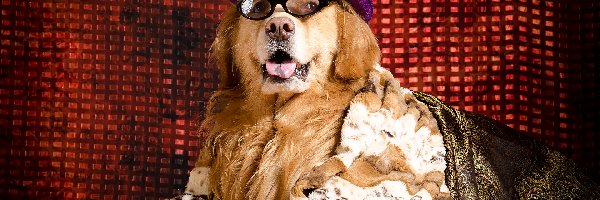 Pies, Kapelusz, Golden retriever, Koc, Okulary
