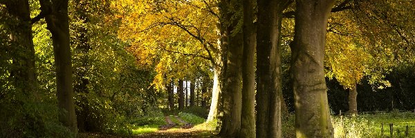 Drzewa, Park, Ścieżka, Jesień