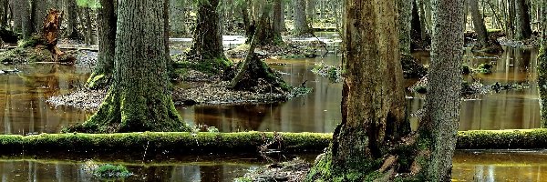 Las, Mchy, Bagno, Białowieska, Puszcza