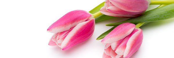 Kwiaty, Tulipany, Trzy, Białe tło, Biało-różowe