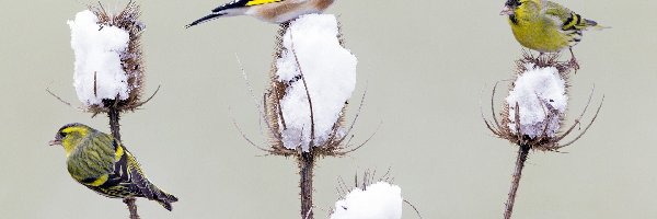 Roślina, Dwa, Czyże zwyczajne, Śnieg, Szczygieł, Ptaki