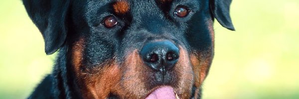 Rottweiler, Pies