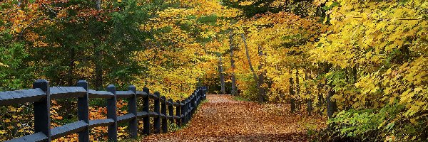 Alejka, Stan Michigan, Jesień, Ogrodzenie, Park Stanowy Tahquamnenon Falls State Park, Drzewa, Liście, Stany Zjednoczone