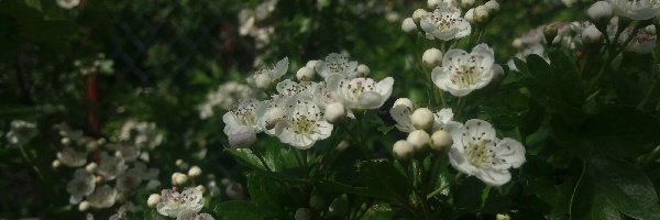 Głogu, Kwiaty, Białe