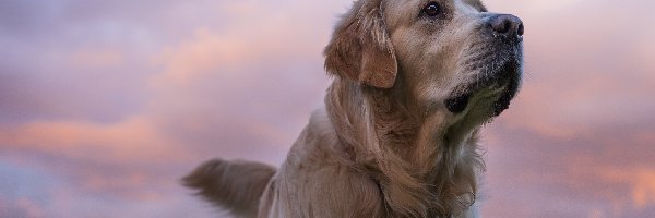 Niebo, Golden Retriever