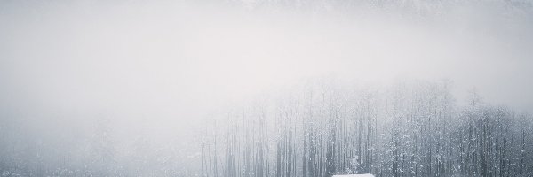 Zima, Mgła, Śnieg, Jezioro, Las