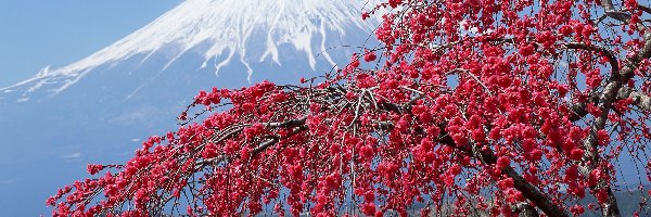 Japonia, Fuji