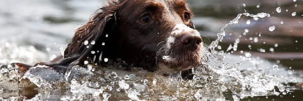 Kąpiel, Springer spaniel angielski