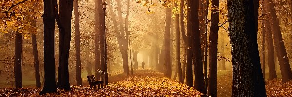 Aleja, Park, Ławka, Mgła