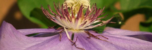 Clematis, Kwiat, Przyroda