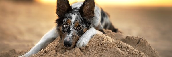 Leżący, Border collie, Pies, Piasek, Mordka