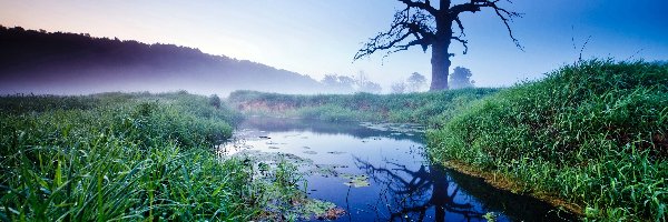 Łąki, Rzeczka, Mgła, Drzewo, Uschnięte