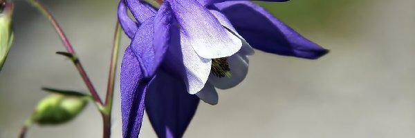 Kwiatek, Niebieski