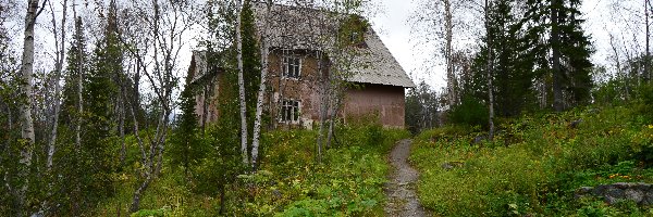 Drzewa, Zarośla, Droga, Dom