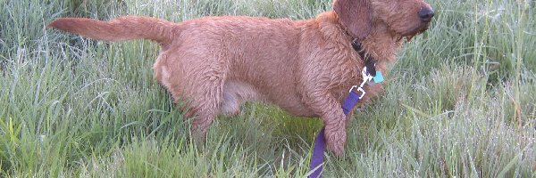 smycz, Basset Fauve de Bretagne