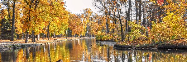 Staw, Gęsi, Drzewa, Park