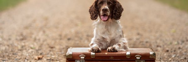 Springer spaniel angielski, Droga, Walizka, Pies