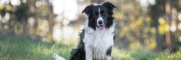 Border collie, Bokeh, Trawa, Pies