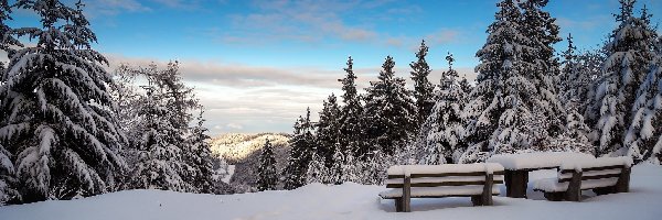 Stolik, Ośnieżone, Drzewa, Las, Zima, Ławki, Drewniane